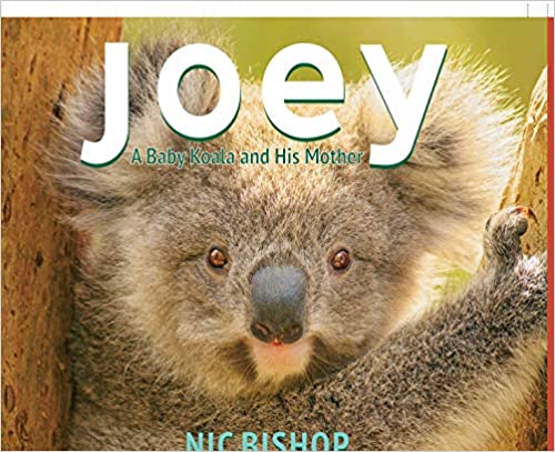 Joey: A Baby Koala And His Mother